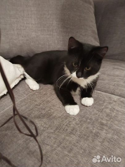 Котенок замурчательный