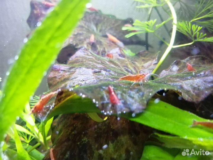 Креветка аквариумная