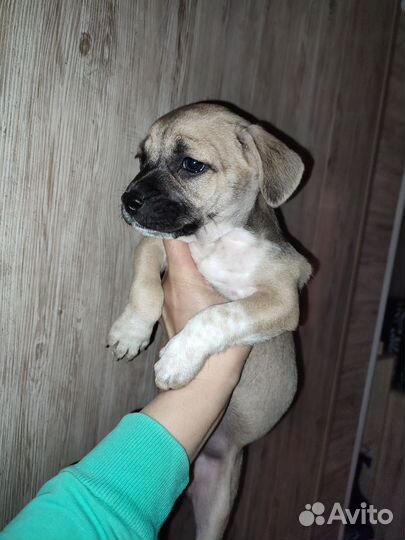 Собаки щенки