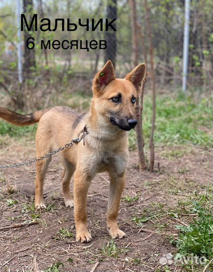 Собаки в добрые руки