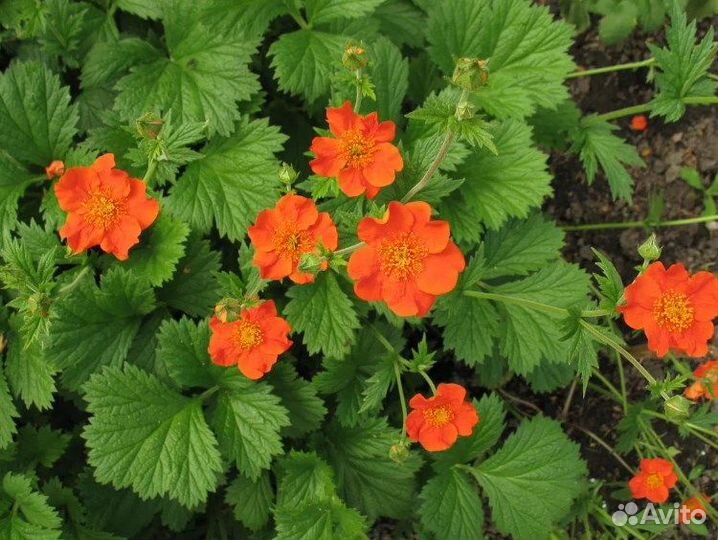 Нарцисс махровый, сортовой и Гравилат многолетний