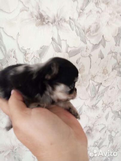 Чихуахуа мини