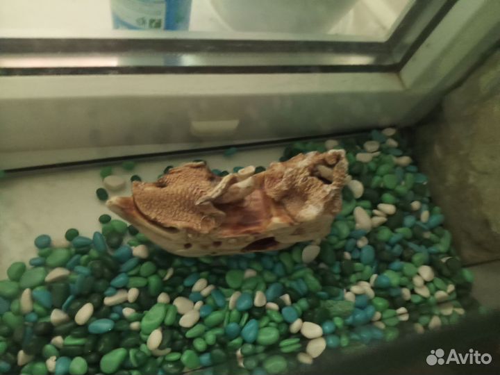 Аквариум с лодкой
