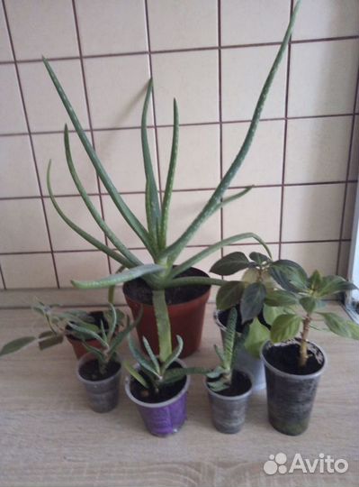 Комнатные цветы разные