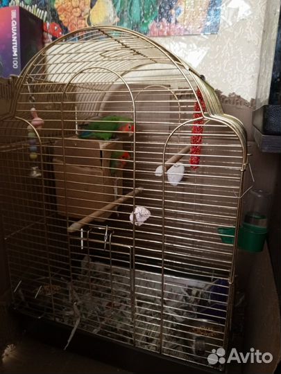 Пара неразлучников