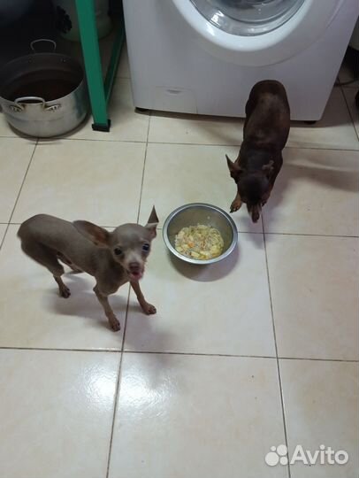 Той терьер мини