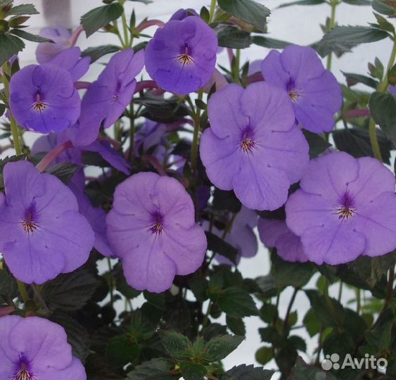 Ахименесы, Колеусы и другие растения в Колпино