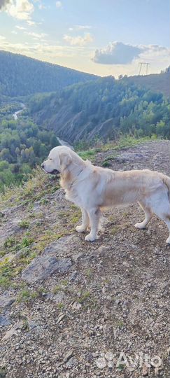 Вязка собак