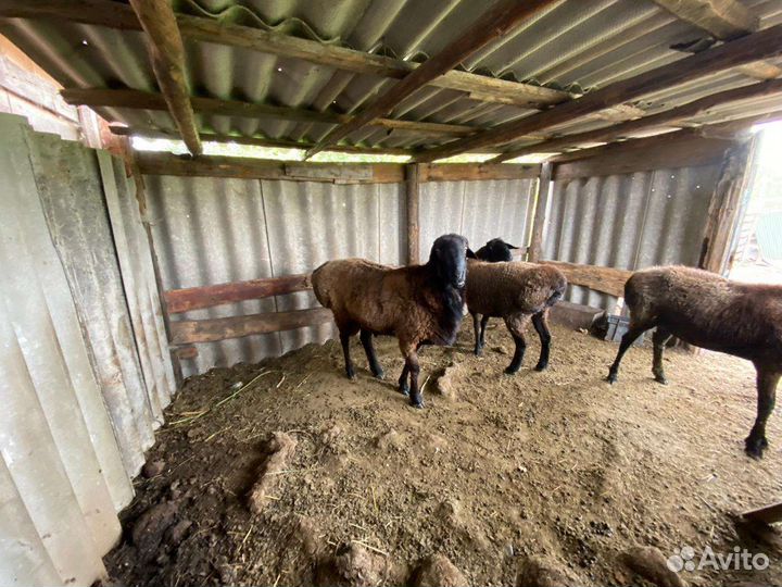 Овцы Гессары