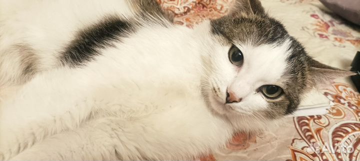 Котик ищет дом