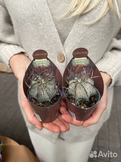 Кактусы, сукккленты