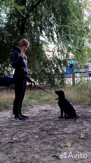 Дрессировка с передержкой