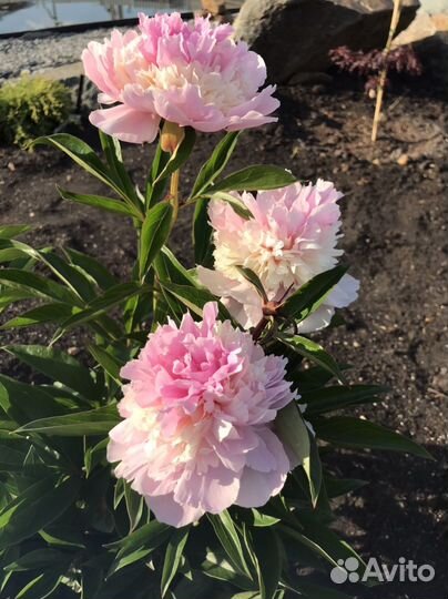 Пионы саженцы