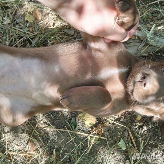Щенки от небольшой собачки