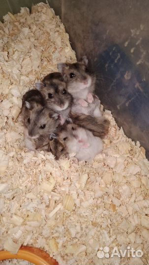 Джунгарики. крыски морская свинка белочка дегу