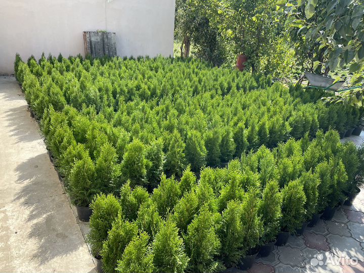 Туя западная смарагд