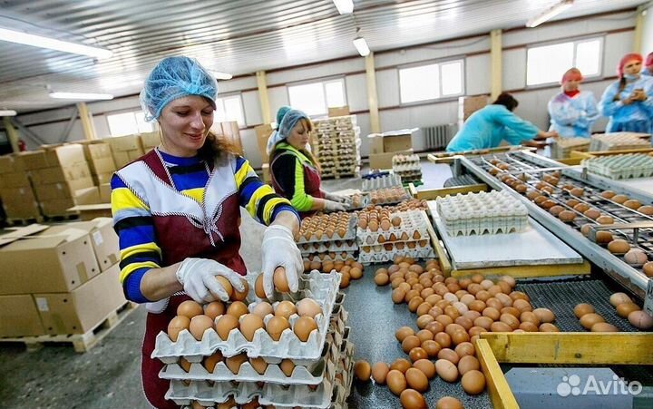 Работа на птицефабрике посменно Пермь