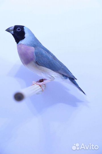 Амадины гульда