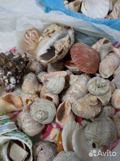 Морские ракушки раковины