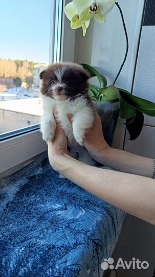 Померанский шпиц