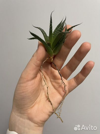 Алоэ остистое