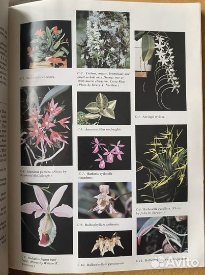 Книга о мини орхидеях “Miniature orchids and how t