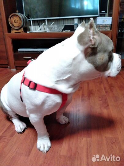 Шлейка для собаки