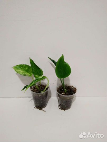 Эпипремнумы