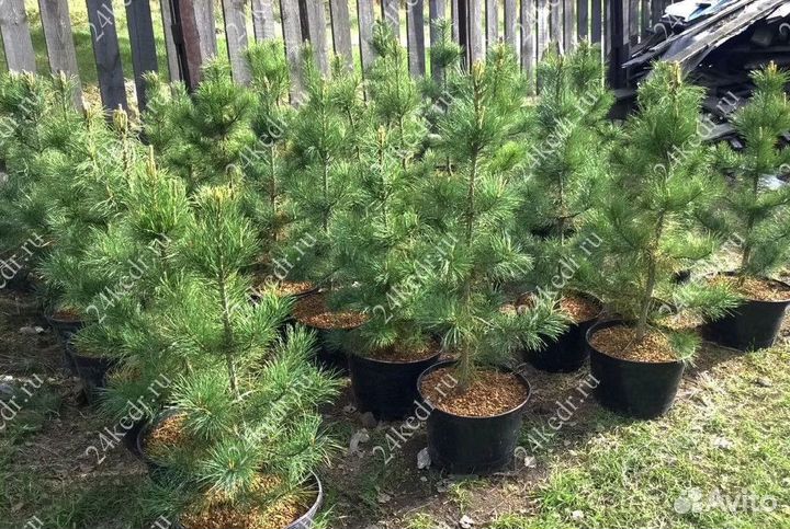 Саженцы кедра экстра класс