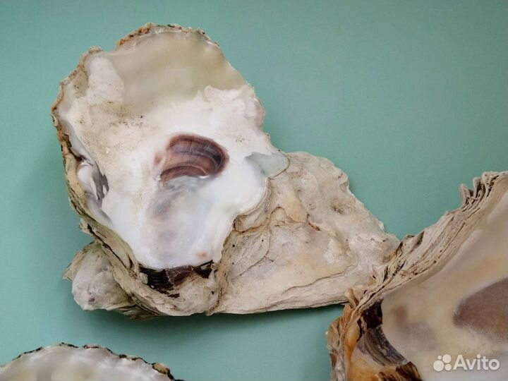 Морские ракушки раковины Устрица Устричные ракушки