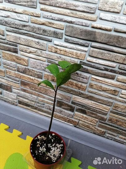 Замиокулькас