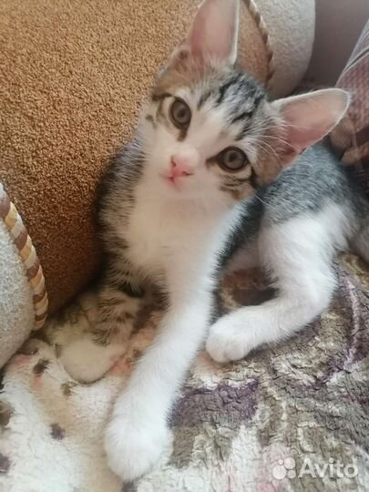 Котята в добрые руки бесплатно