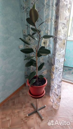 Фикус. Два взрослых цветка. Цена за один