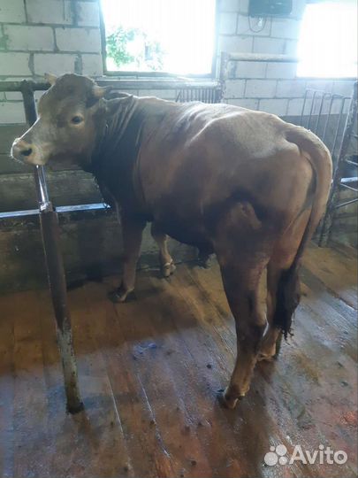 Коровы и быки