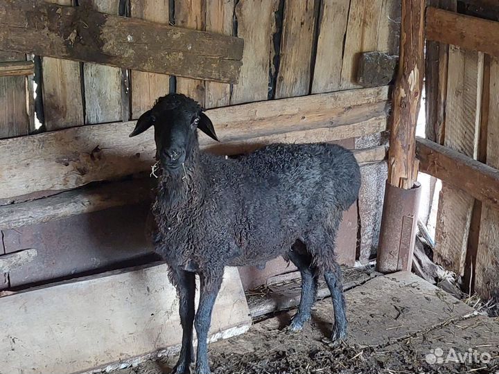 Курдючные бараны овцы