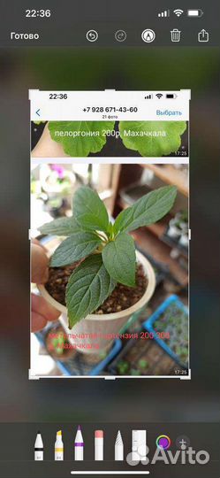 Хризантема мультифлора