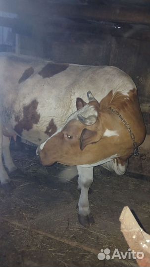 Корова дойная порода Сементал