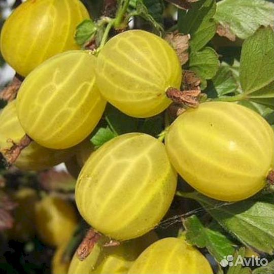 Саженцы крыжовника Куршу Дзинтерс