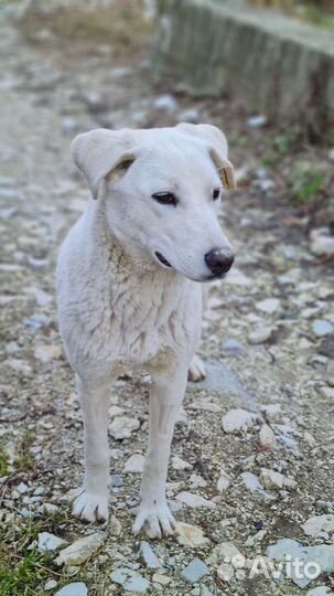 Лабрадор бесплатно