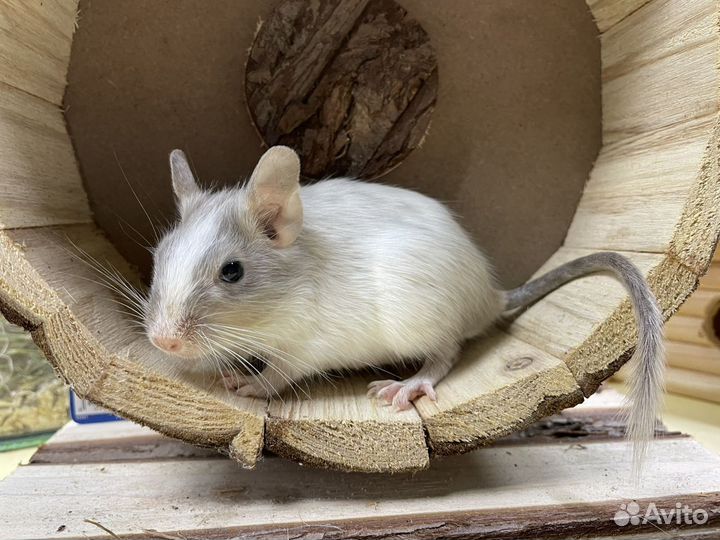 Дегу, песчанки, мышки, хомячки