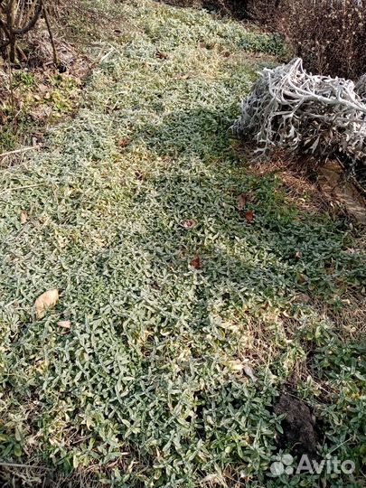 Ясколка войлочная серебристая