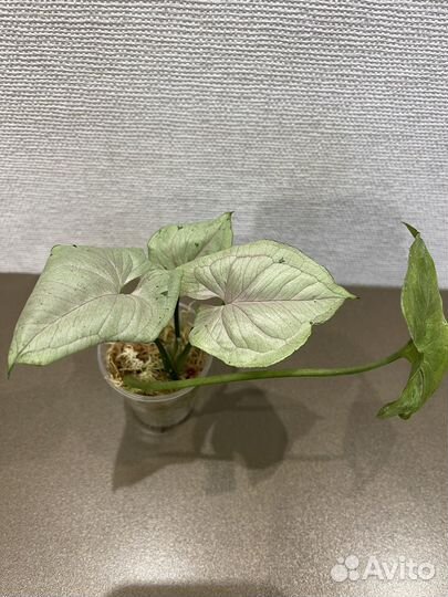 Сингониумы