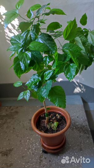 Гибискус китайская роза