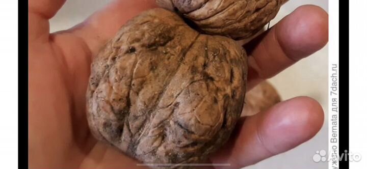 Грецкий орех, семена и саженцы обычные и крупные