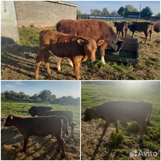 Телята бычки