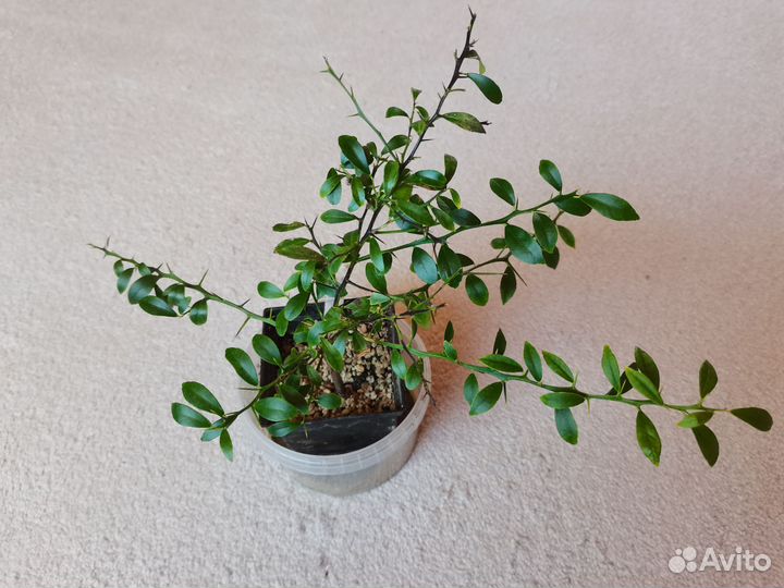 Микроцитрус Кровавый Лайм