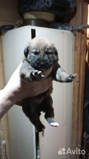 Собака, щенки