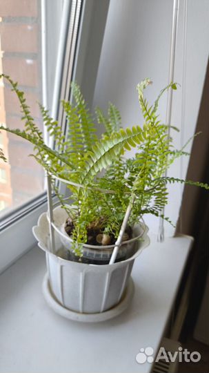 Комнатные растения цветы