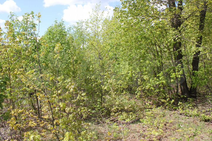 Участок 9 сот. (ИЖС)