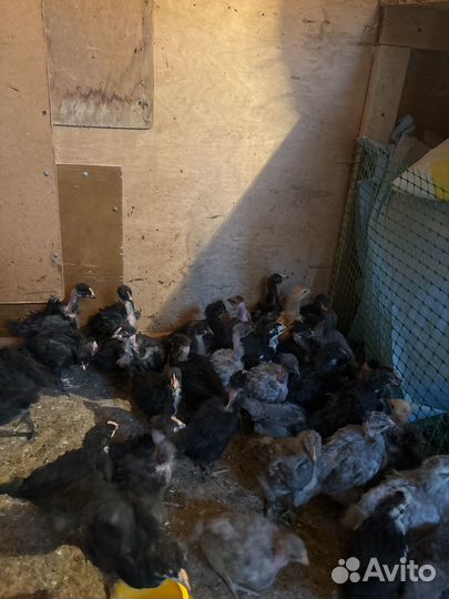 Цеплёнок от домашник породистых курей